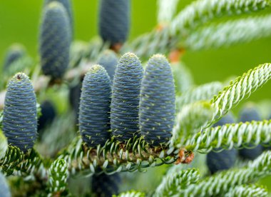 Koreli firavunun konileri - Abies koreana.