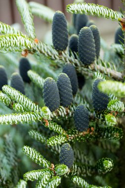 Koreli firavunun konileri - Abies koreana.