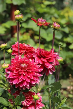 Kırmızı yıldız çiçeği çiçek yaz bahçesinde başkanı.