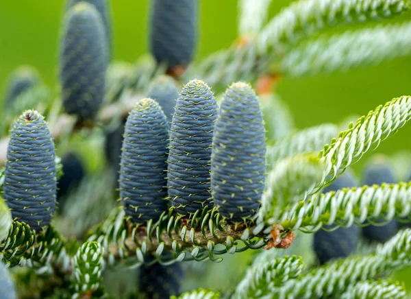 Koner av koreanska Fir - Abies koreana. — Stockfoto