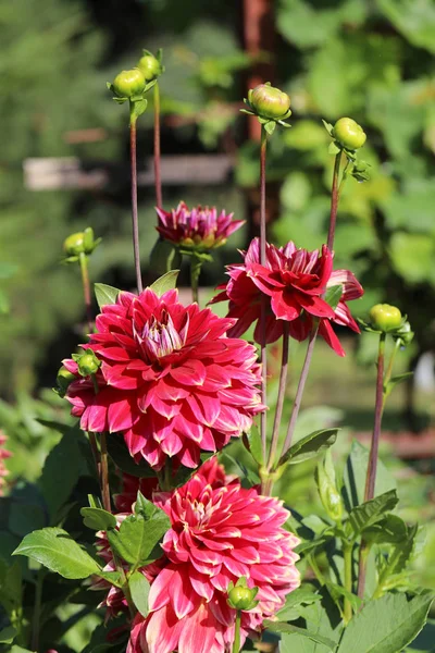 Kırmızı yıldız çiçeği çiçek yaz bahçesinde başkanı.