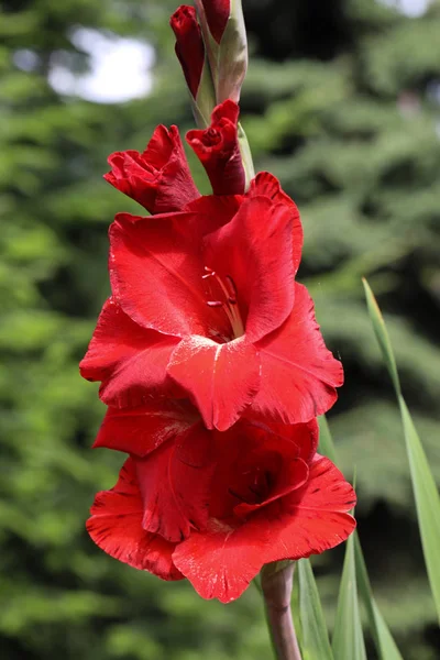 Chef för gladiolus blomma i sommarträdgården. — Stockfoto