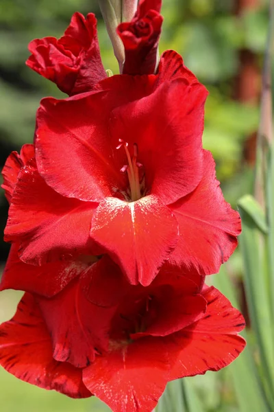 A gladiolus virág feje a nyári kertben. — Stock Fotó