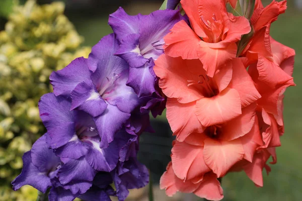Hlava gladiolového květu v letní zahradě. — Stock fotografie