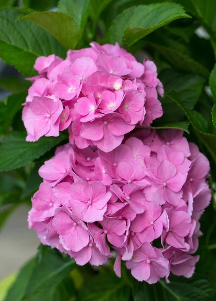 Pembe HORTENSIA çiçek yakın çekim