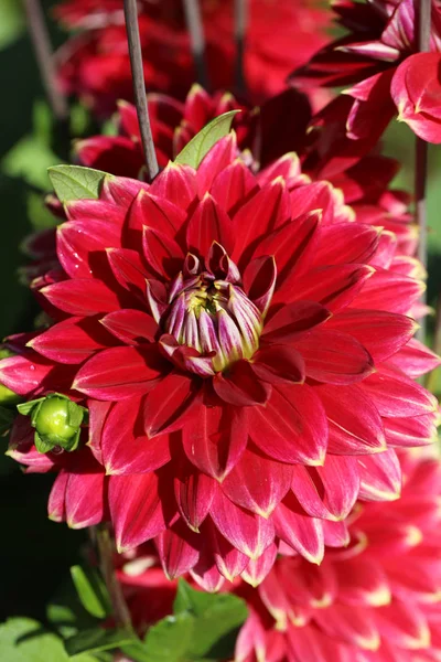 Kırmızı yıldız çiçeği çiçek yaz bahçesinde başkanı.