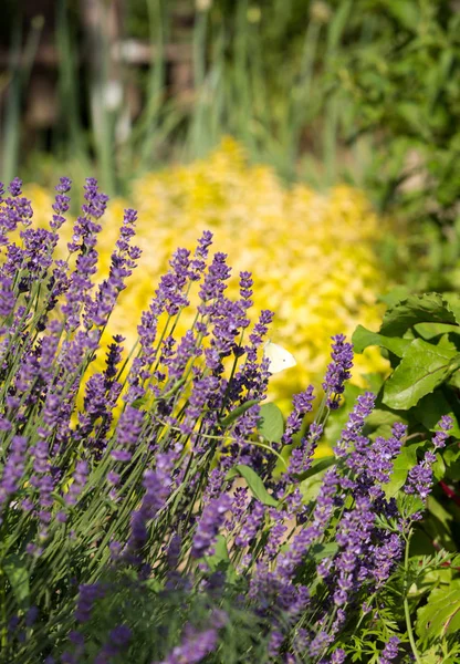 Trädgård med blomstrande lavendel och Oregano — Stockfoto