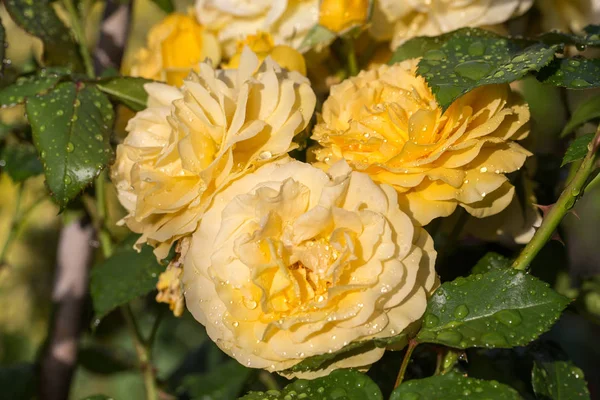 Gelbe Rose nach Regen auf dem Ast im Garten. — Stockfoto