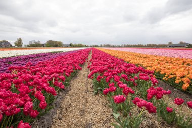 Lale alanları Bollenstreek, Güney Hollanda, Hollanda.