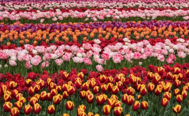 Lale alanları Bollenstreek, Güney Hollanda, Hollanda.