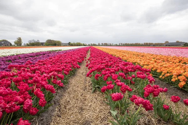 Lale alanları Bollenstreek, Güney Hollanda, Hollanda. — Stok fotoğraf