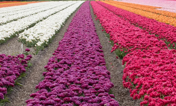 Campi tulipani del Bollenstreek, Olanda Meridionale, Paesi Bassi . — Foto Stock