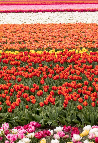 Tulipánová pole Bollenstreek, Jižní Holandsko, Nizozemsko. — Stock fotografie