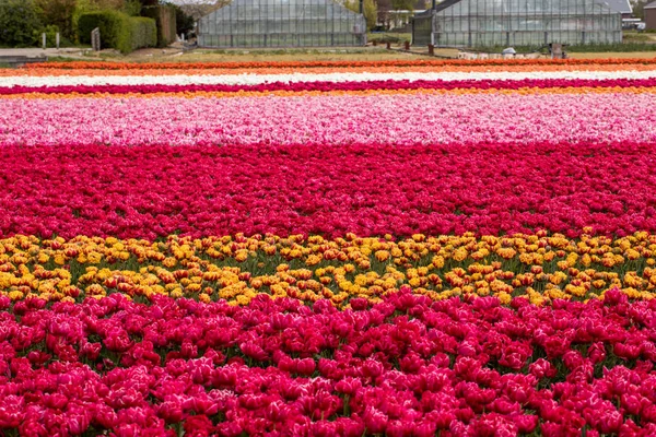 Tulipánová pole Bollenstreek, Jižní Holandsko, Nizozemsko. — Stock fotografie