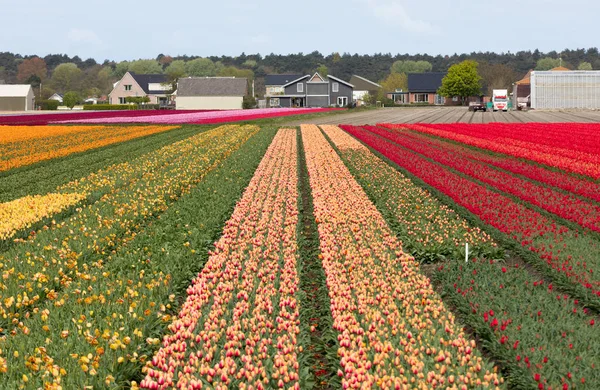 Тюльпанные поля Феленстрика, Южная Голландия, Нидерланды . — стоковое фото