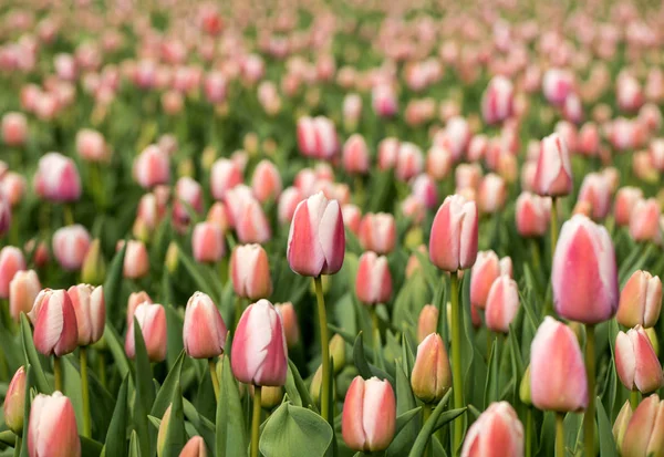 Pola tulipanów Bollenstreek, Holandia Południowa, Holandia. — Zdjęcie stockowe