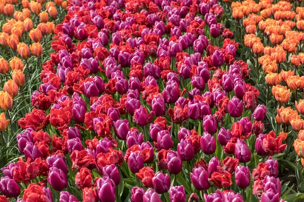 Tulpenfelder der Pollenstreek, South Holland, Niederlande. — Stockfoto