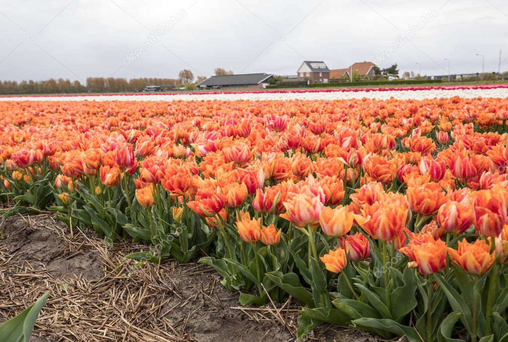 Tulip fields of the Bollenstreek, South Holland, Netherlands.