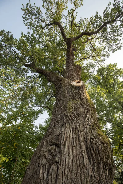 500 year old oak, which survived several lightning strikes in Jaszczurowa. Poland. — Stock Photo, Image