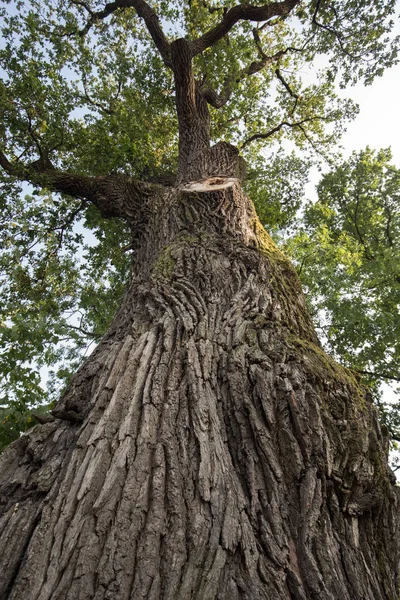 500 Jahre alte Eiche, die mehrere Blitzeinschläge in Jaszczurowa überlebte. Polen. — Stockfoto