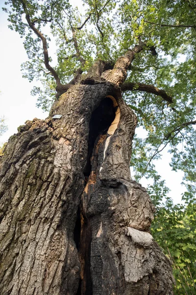 500 let starý dub, který přežil několik blesků v Jaszczurowa. Polsko. — Stock fotografie