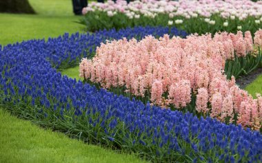 Colorful flowers in the Keukenhof Garden in Lisse, Holland, Netherlands. clipart
