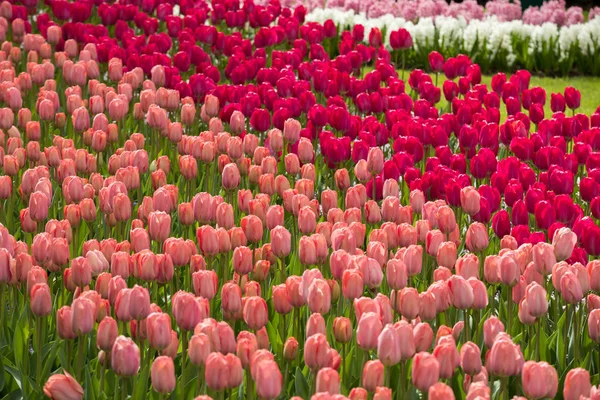 Barevné tulipány květiny kvetoucí v zahradě. — Stock fotografie