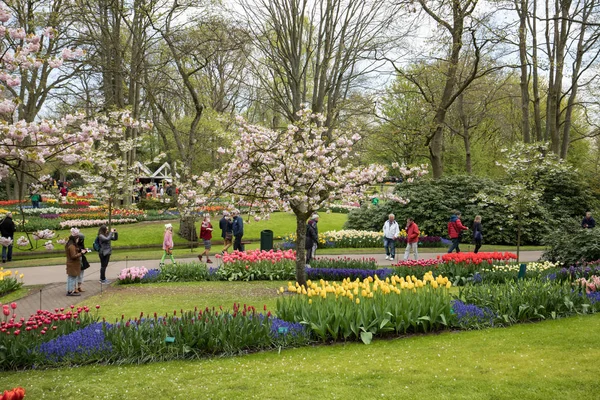 Lisse, Hollanda, Hollanda Keukenhof Garden ziyaretçi. — Stok fotoğraf