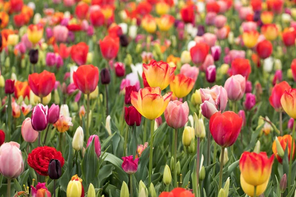 Fiori di tulipani colorati che fioriscono in un giardino. — Foto Stock