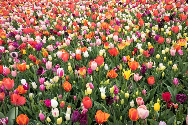 Flores coloridas tulipanes floreciendo en un jardín. —  Fotos de Stock