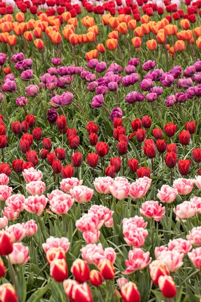Fiori di tulipani colorati che fioriscono in un giardino. — Foto Stock