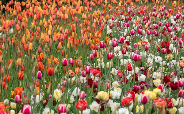 Flores coloridas tulipanes floreciendo en un jardín. —  Fotos de Stock