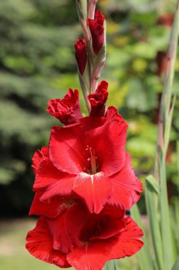 Yaz bahçesindeki Gladiolus çiçeğinin başı.
