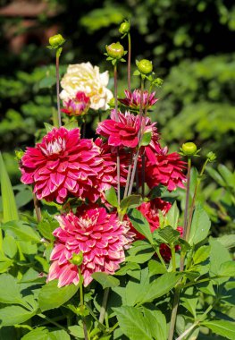 Kırmızı yıldız çiçeği çiçek yaz bahçesinde başkanı