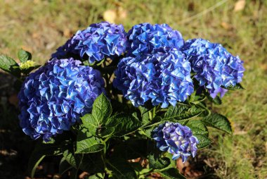 Mavi HORTENSIA çiçek yaz bahçesinde başkanı.
