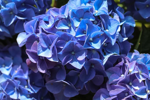 Kopf der blauen Hortensienblüte im Sommergarten. — Stockfoto