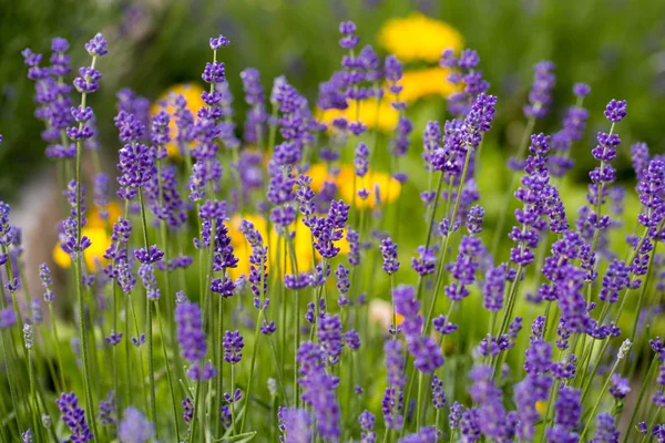 Trädgård med blomstrande lavendel — Stockfoto