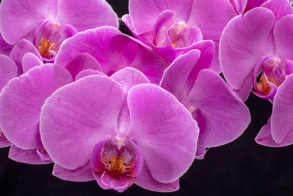siyah arka plan üzerine izole pembe orkide çiçek