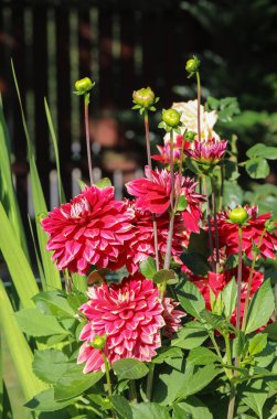 Kırmızı yıldız çiçeği çiçek yaz bahçesinde başkanı