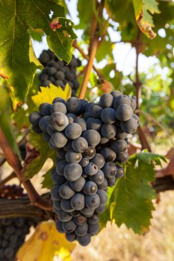 Hasattan önce olgun üzüm demetleri.