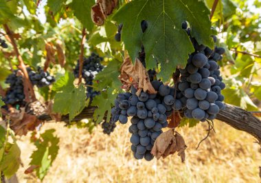 Hasattan önce olgun üzüm demetleri.