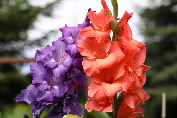 Cabeza de flor de gladiolo en jardín de verano —  Fotos de Stock