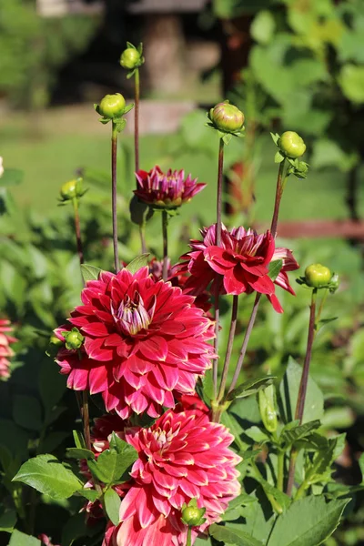 Head of  red dahlia flower in summer garden — Stock Photo, Image