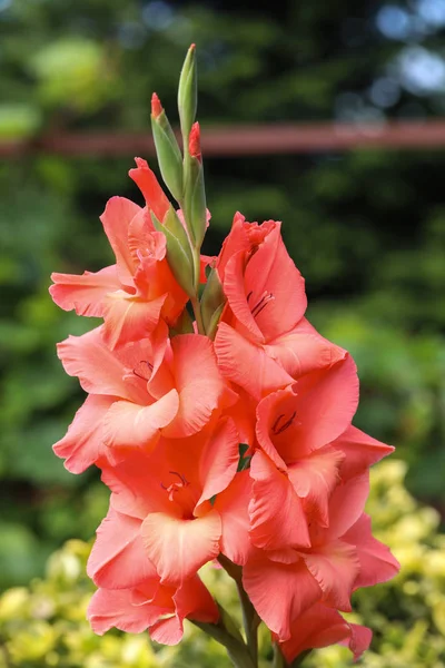 A gladiolus virág feje a nyári kertben — Stock Fotó