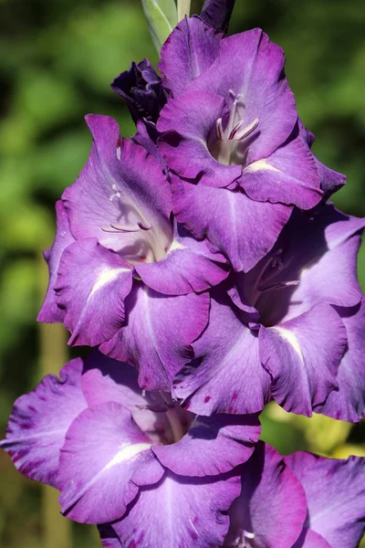 Hlava gladiolového květu v letní zahradě — Stock fotografie