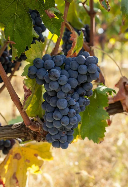 Racimos de uvas maduras antes de la cosecha. — Foto de Stock