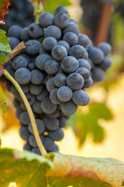 Cachos de uvas maduras antes da colheita. — Fotografia de Stock