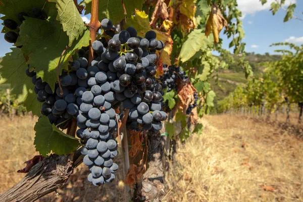 Trossen rijpe druiven vóór de oogst. — Stockfoto