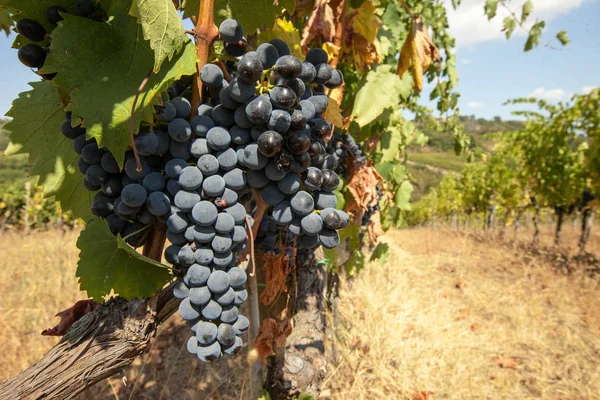 Racimos de uvas maduras antes de la cosecha. — Foto de Stock