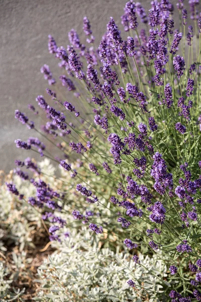 Garten mit dem blühenden Lavendel — Stockfoto
